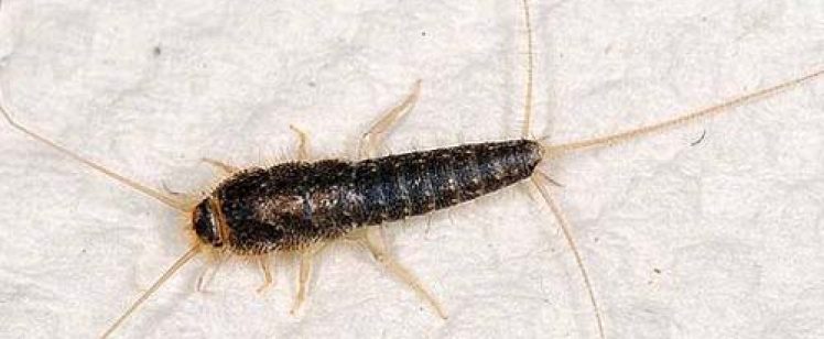 Silverfish on white paper background