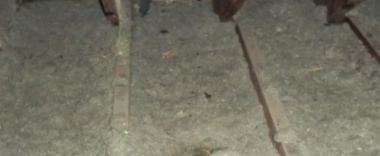 Orange County Rodent Exclusion