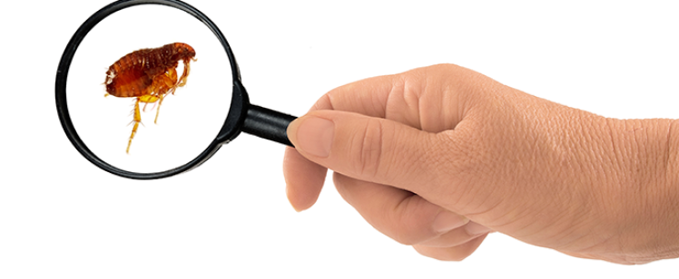 Hand holding magnifying glass revealing a flea