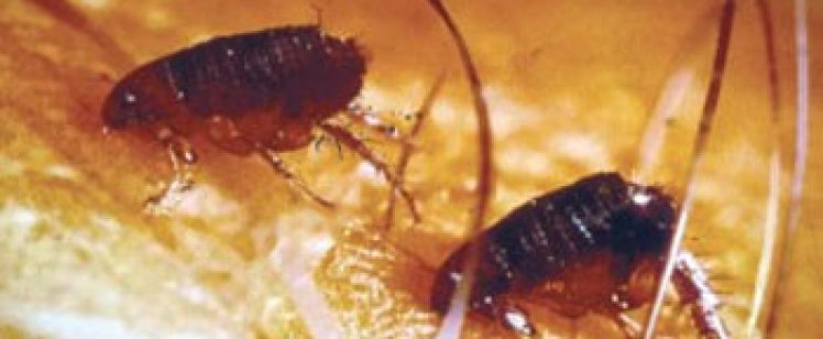 Close-up of two fleas among hairs