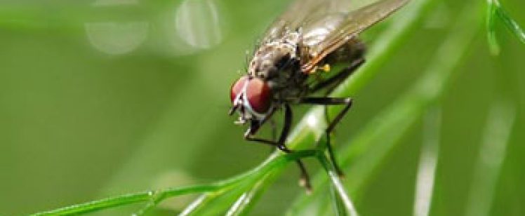 Fly with red eyes on green plant