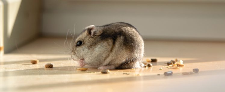 Getting Rid of Rodents in 2020