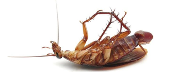 german-cockroach-orange-county