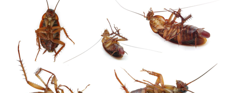 Several dead cockroaches on white background