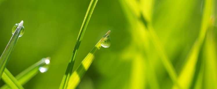 Dew drops on green grass blades