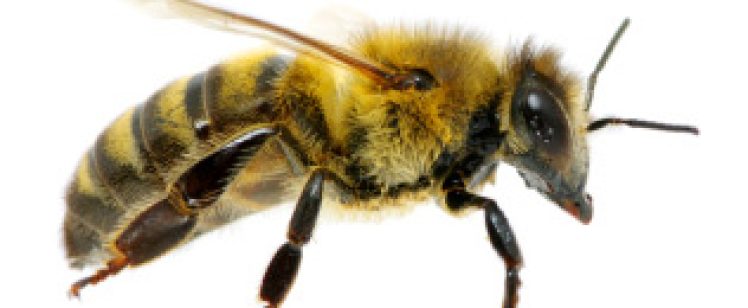 Honey bee close-up on white background