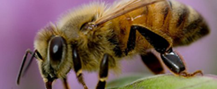 Close-up of honeybee on green leaf