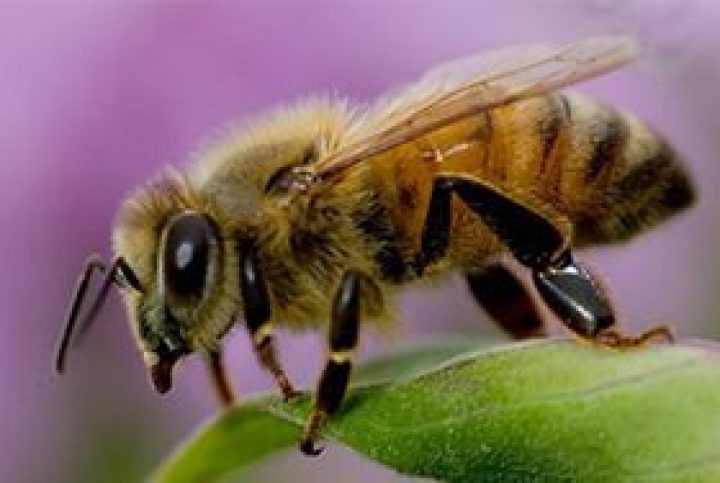 Close-up of honeybee on green leaf