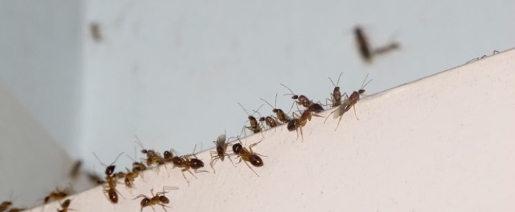 Small brown ants crawling along white ledge
