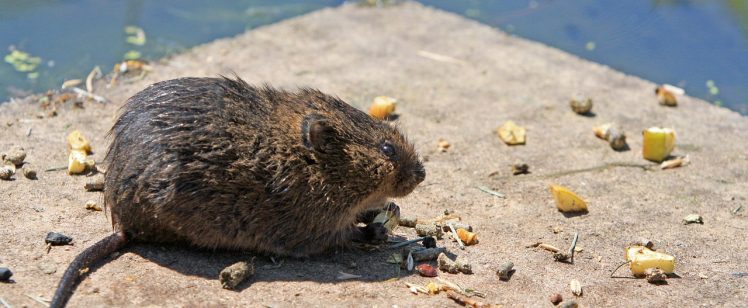 Dead field mouse lying on rough pavement