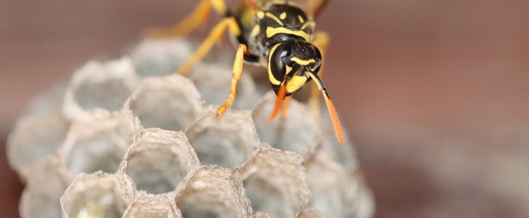 yellow black wasp tending paper nest