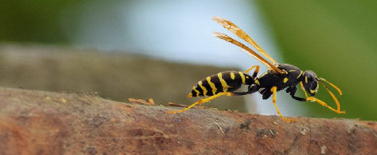 Two yellow-and-black wasps on rusted surface