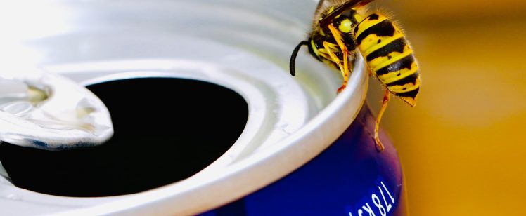 Avoiding Insect Bites and Stings This SoCal Summer