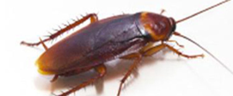 AMERICAN ROACH TAKING OVER