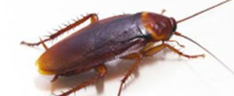 AMERICAN ROACH TAKING OVER