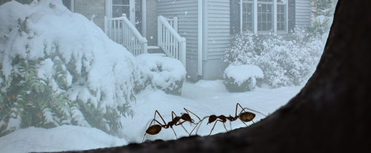 Two ants on window overlooking snowy porch