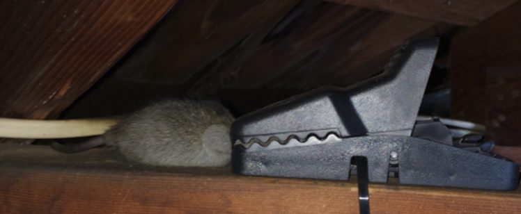 Mouse hiding among attic cables and clamp