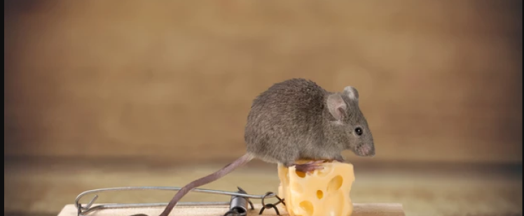 Mouse perched on cheese atop a mousetrap