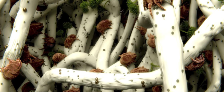 Microscopic dust mites on fabric fibers
