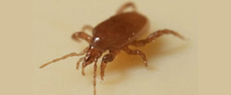 Close-up of tiny brown mite on surface