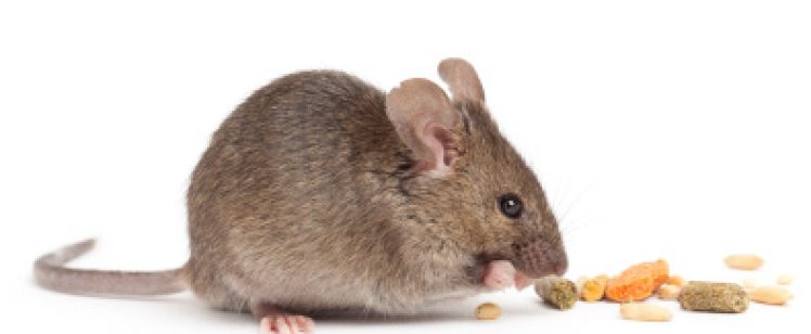 Small brown mouse nibbling on scattered food