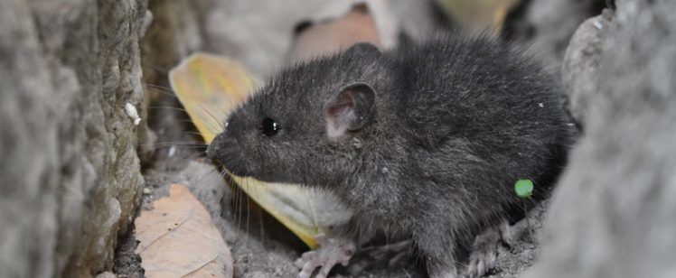 Winter Pest Control in Orange County