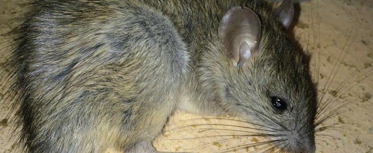 Close-up of a brown rat on floor