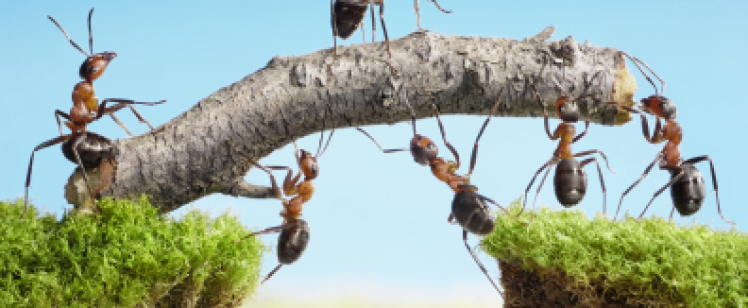 Ants forming bridge with twig across gap