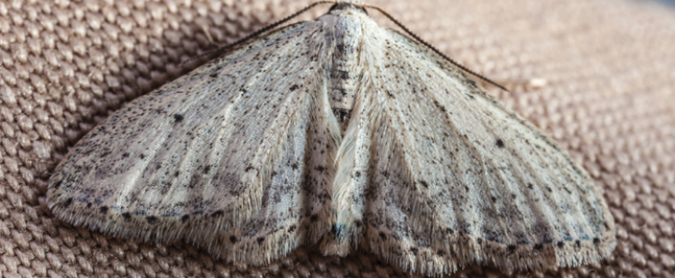 Pale gray moth resting on brown fabric