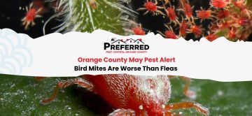 Orange County May Pest Alert: Bird Mites Are Worse Than Fleas