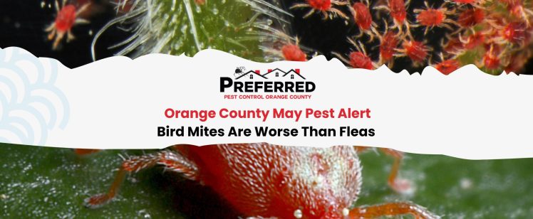 Orange County May Pest Alert: Bird Mites Are Worse Than Fleas