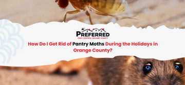 How Do I Get Rid of Pantry Moths During the Holidays in Orange County?