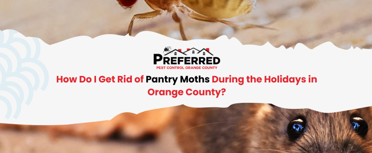 How Do I Get Rid of Pantry Moths During the Holidays in Orange County?
