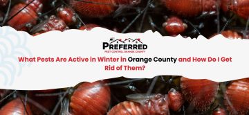 What Pests Are Active in Winter in Orange County and How Do I Get Rid of Them?