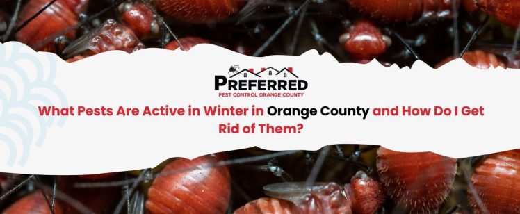 What Pests Are Active in Winter in Orange County and How Do I Get Rid of Them?