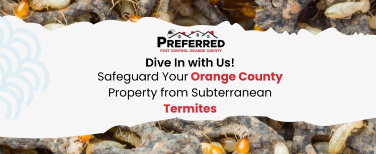 Safeguard Your Orange County Property from Subterranean Termites This Fall