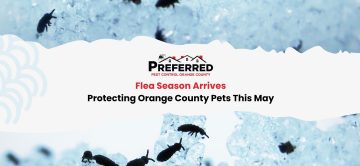 Flea Season Arrives: Protecting Orange County Pets This May
