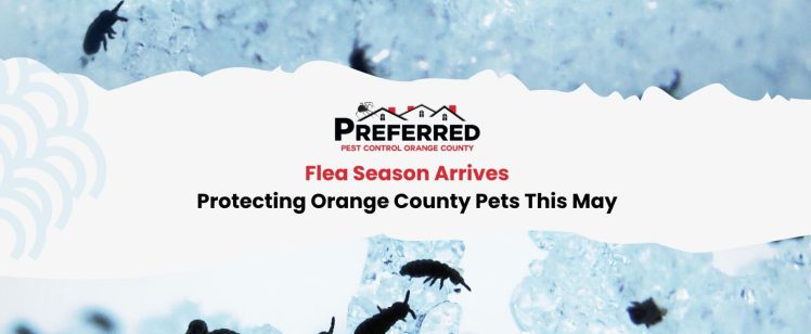 Flea Season Arrives: Protecting Orange County Pets This May