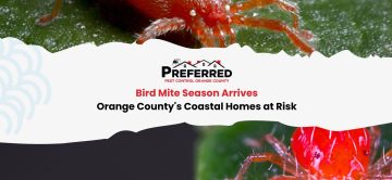 Bird Mite Season Arrives: Orange County's Coastal Homes at Risk