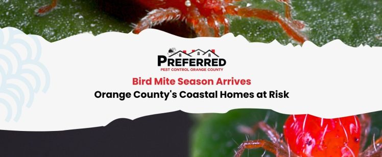 Bird Mite Season Arrives: Orange County’s Coastal Homes at Risk