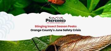 Stinging Insect Season Peaks: Orange County's June Safety Crisis