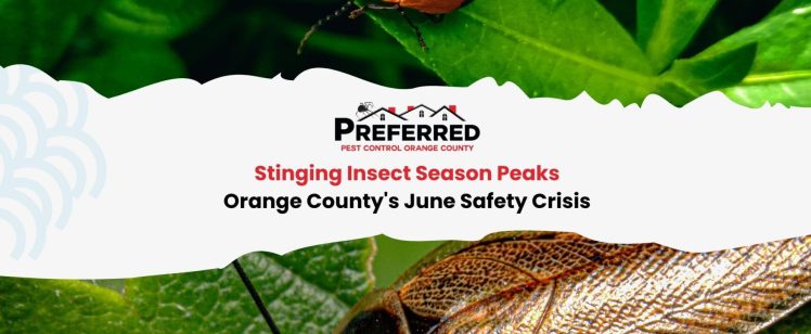 Stinging Insect Season Peaks: Orange County’s June Safety Crisis
