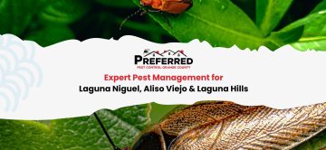 Expert Pest Management for Laguna Niguel, Aliso Viejo & Laguna Hills