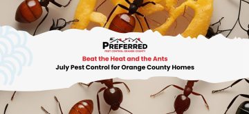 Beat the Heat and the Ants: July Pest Control for Orange County Homes