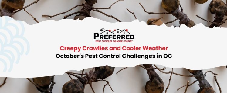 Creepy Crawlies and Cooler Weather: October’s Pest Control Challenges in OC