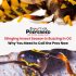 Bees, Wasps, and Hornets Invading Orange County: Stinging Insect Crisis Forces Property Owners to Act Now