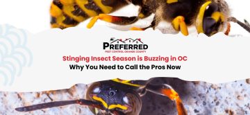 Bees, Wasps, and Hornets Invading Orange County: Stinging Insect Crisis Forces Property Owners to Act Now
