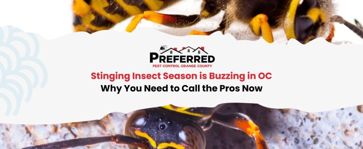 Stinging Insect Season is Buzzing in OC – Why You Need to Call the Pros Now