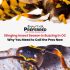 Bees, Wasps, and Hornets Invading Orange County: Stinging Insect Crisis Forces Property Owners to Act Now