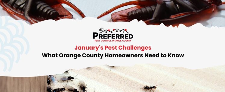 January’s Pest Challenges: What Orange County Homeowners Need to Know